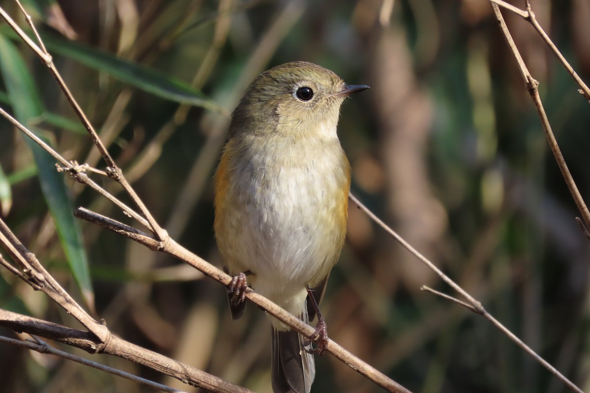 Red-flanked Bluetail - ML415317971