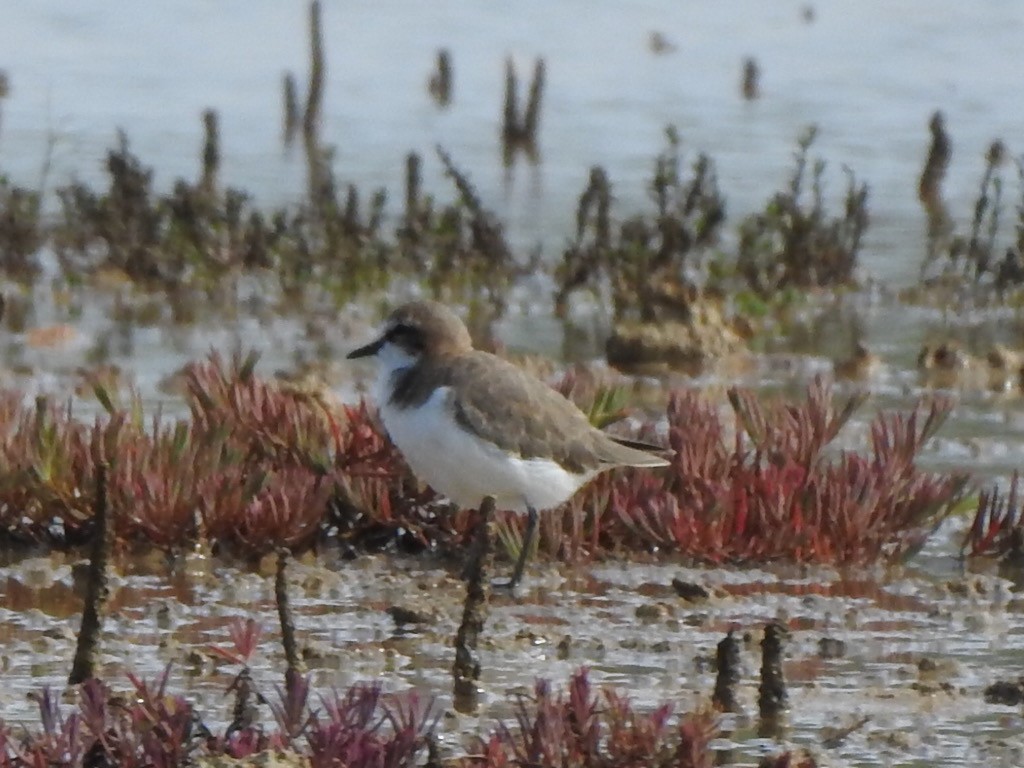 Red-capped Plover - ML415318761