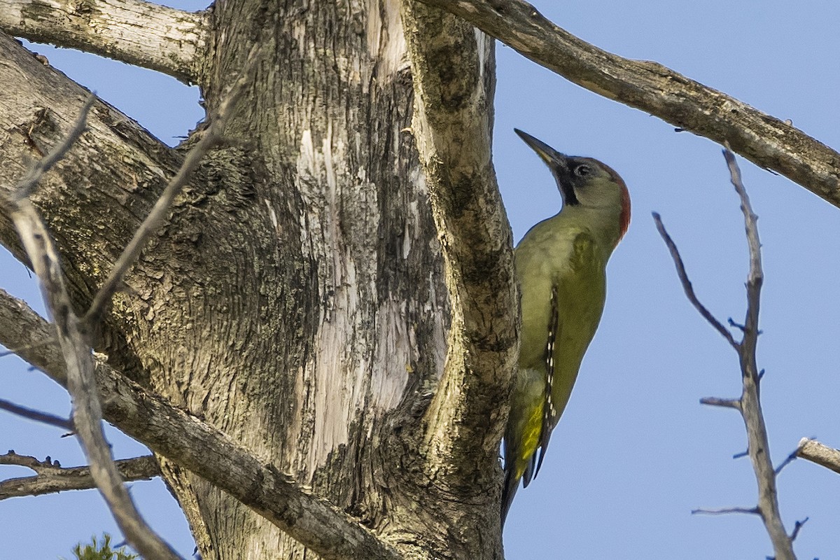 Iberian Green Woodpecker - ML415322231