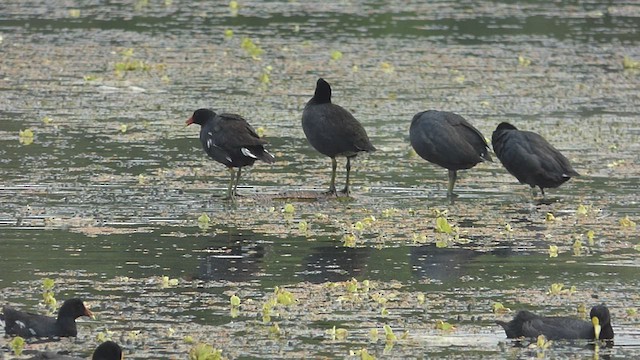 Red-fronted Coot - ML415324621