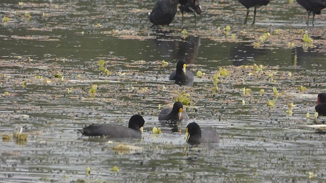 White-winged Coot - ML415324641