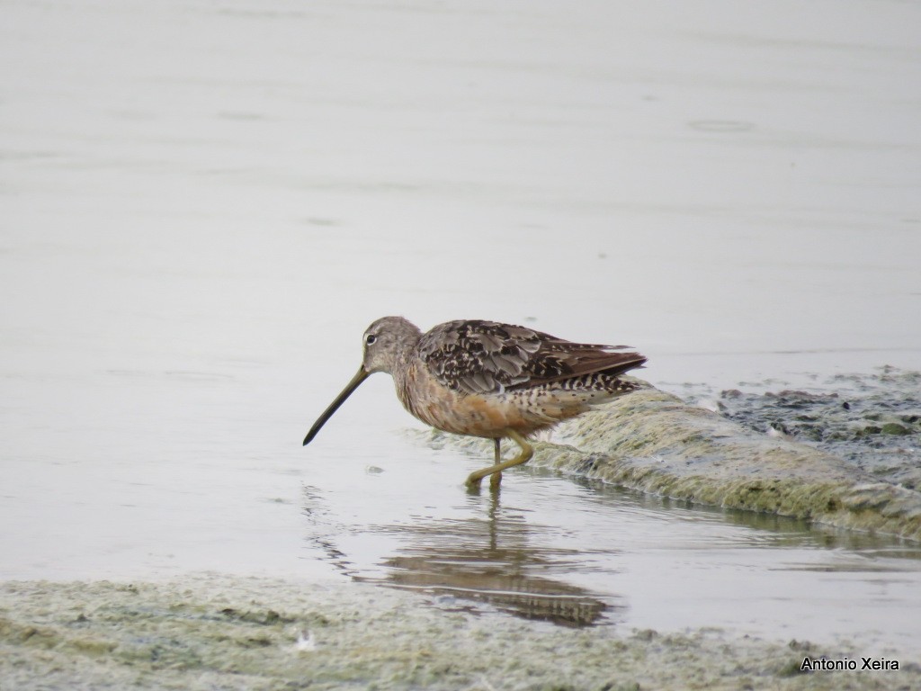 Long-billed Dowitcher - ML41532521