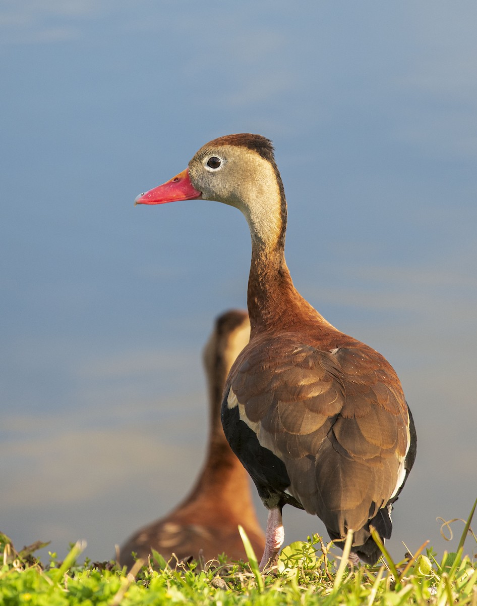 Black-bellied Whistling-Duck (fulgens) - ML415329561