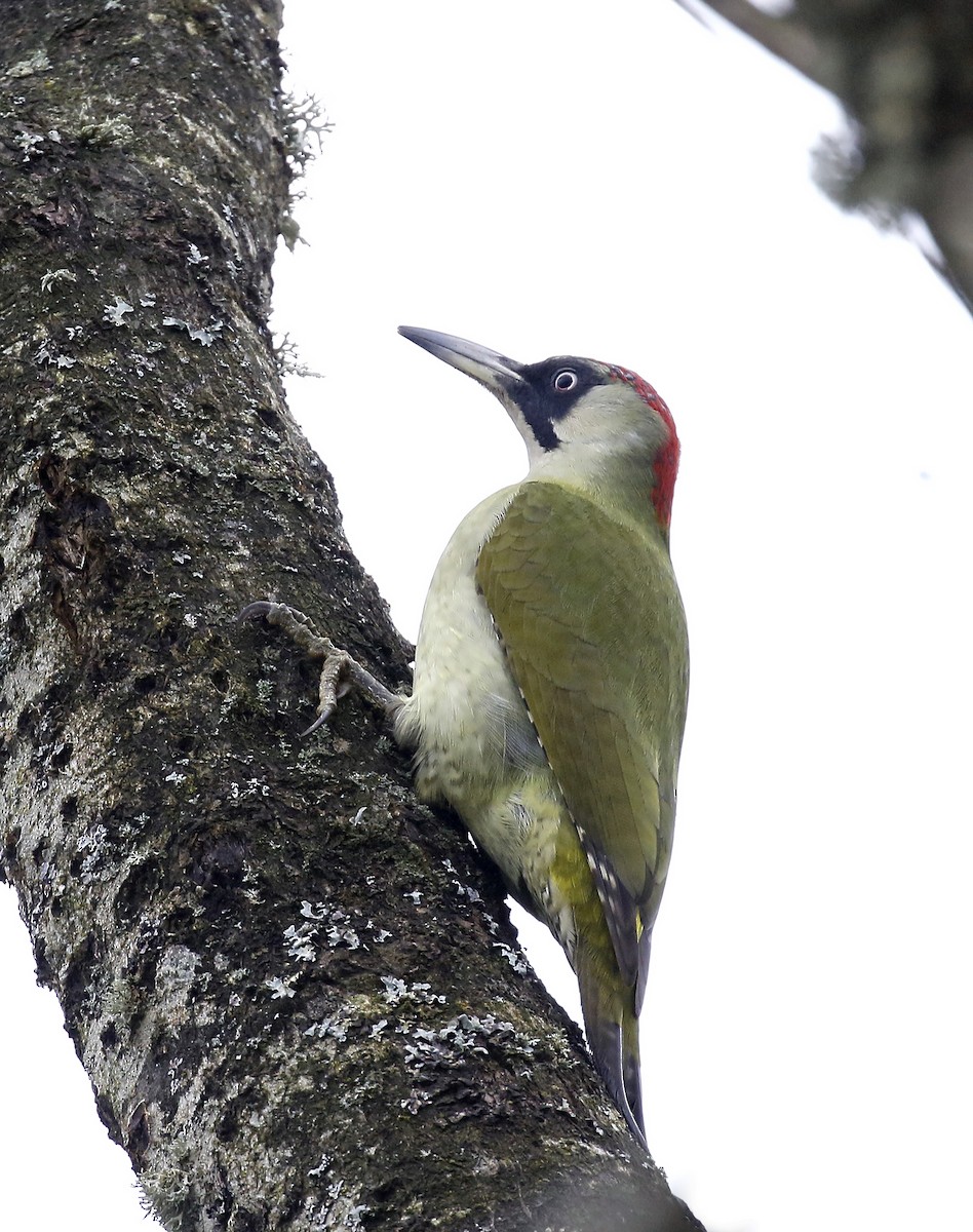 Eurasian Green Woodpecker - ML415334881