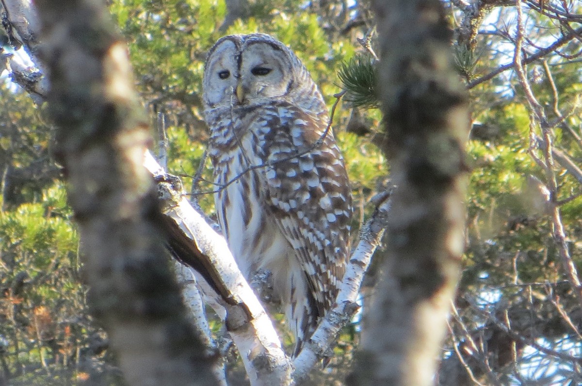 Barred Owl - ML41534881