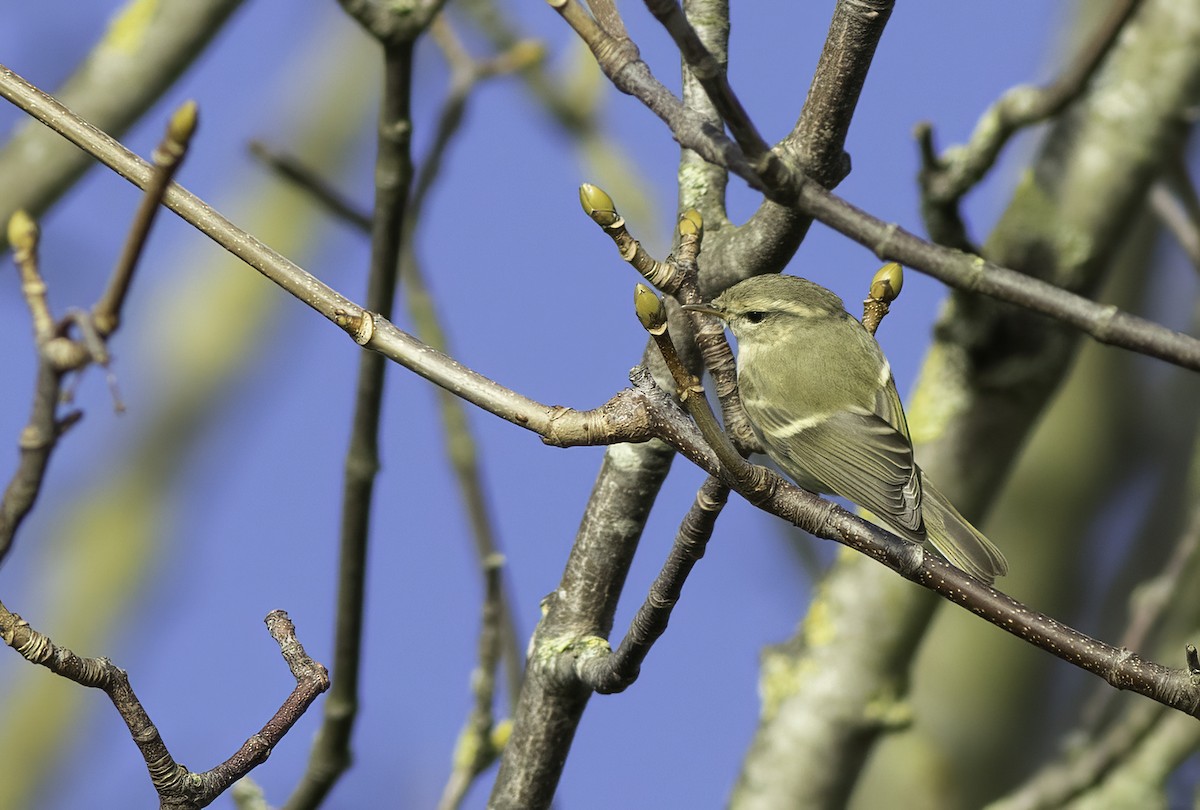 Hume's Warbler - ML415354961