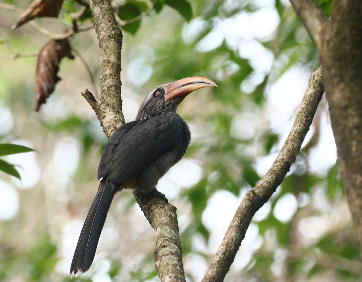 Malabar Gray Hornbill - Vaishnav D
