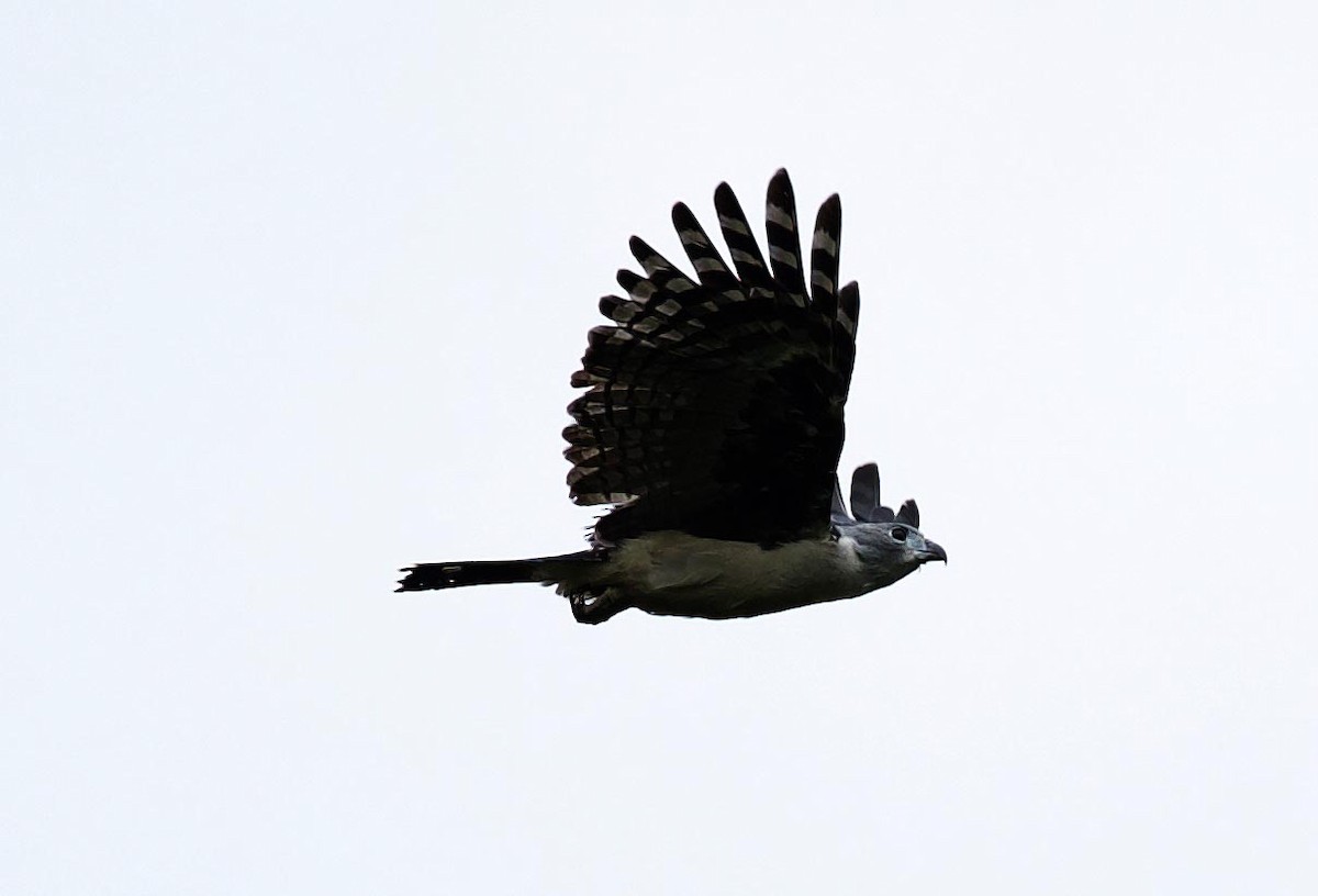 Gray-headed Kite - David Ascanio