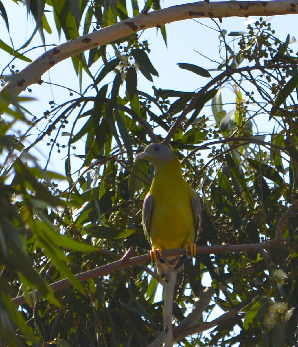 Yellow-footed Green-Pigeon - Harshavardhan Jamakhandi
