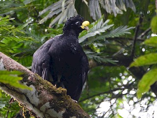 クオリコウカ Love Live School Idol Collection Card TCG LL03-010 R Honoka