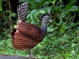  - Great Curassow