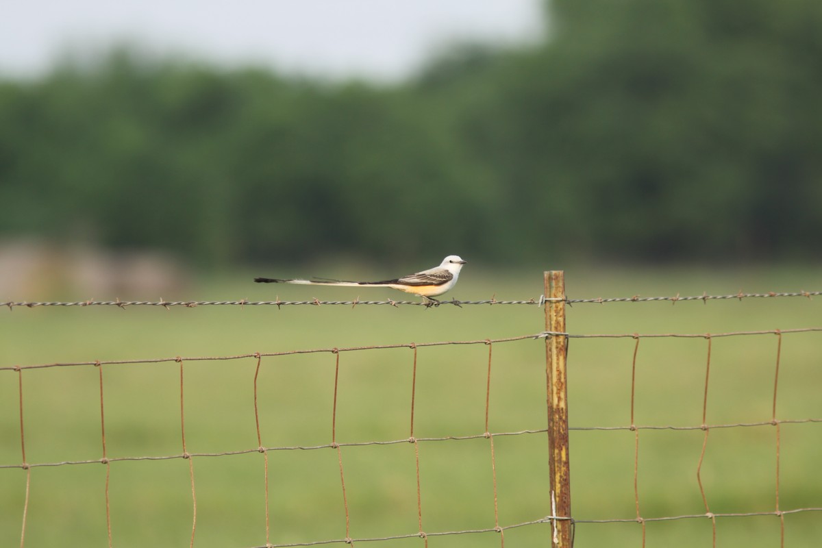 Scissor-tailed Flycatcher - Real Gauthier