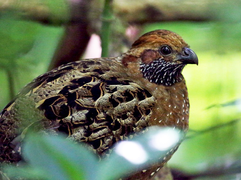 Spotted Wood-Quail - Tom Murray