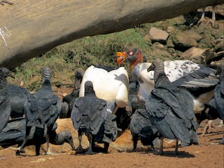 King Vulture - eBird