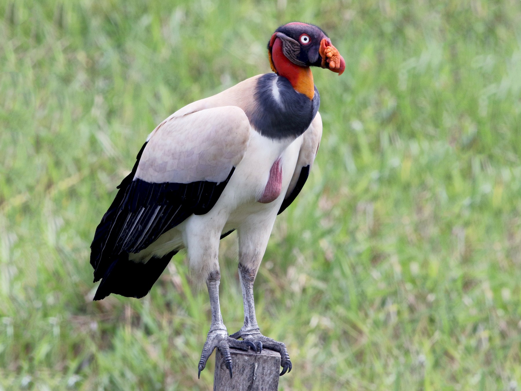 King Vulture - Jeff Tingle