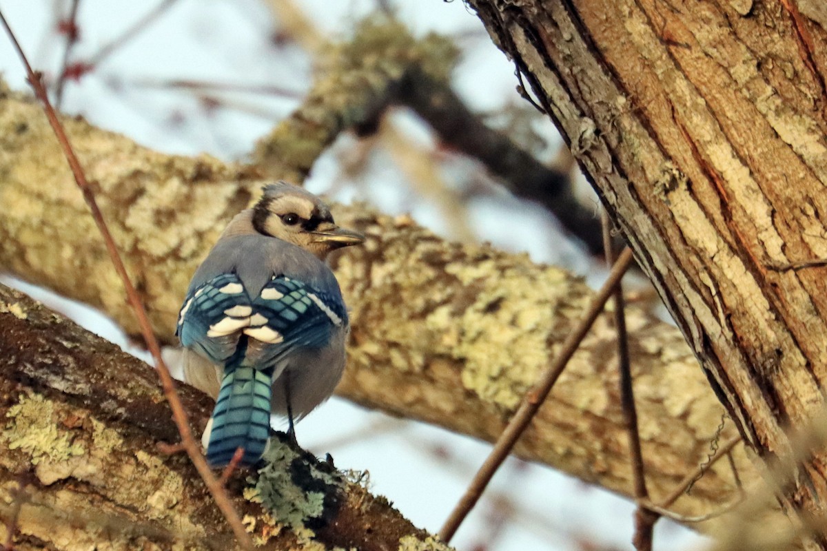 Blue Jay - Colin Sumrall