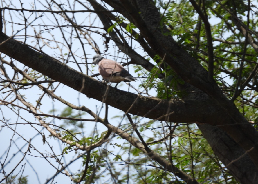 Red Collared-Dove - ML415401121