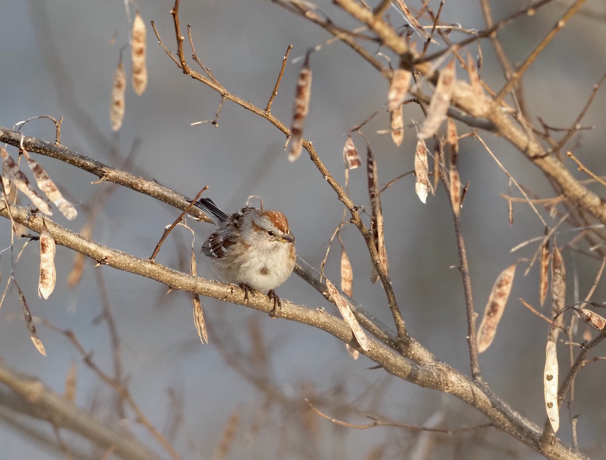 American Tree Sparrow - ML415403301