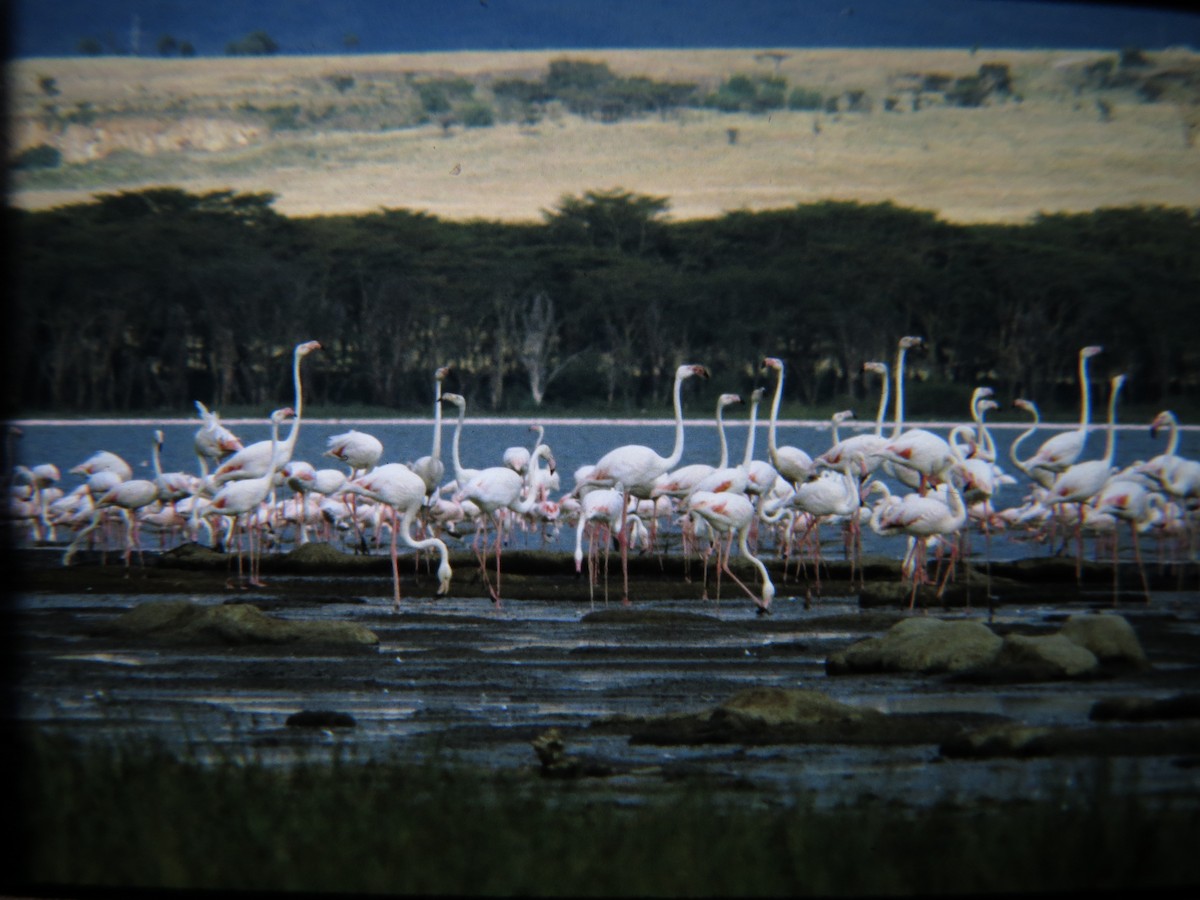 Greater Flamingo - ML415406091
