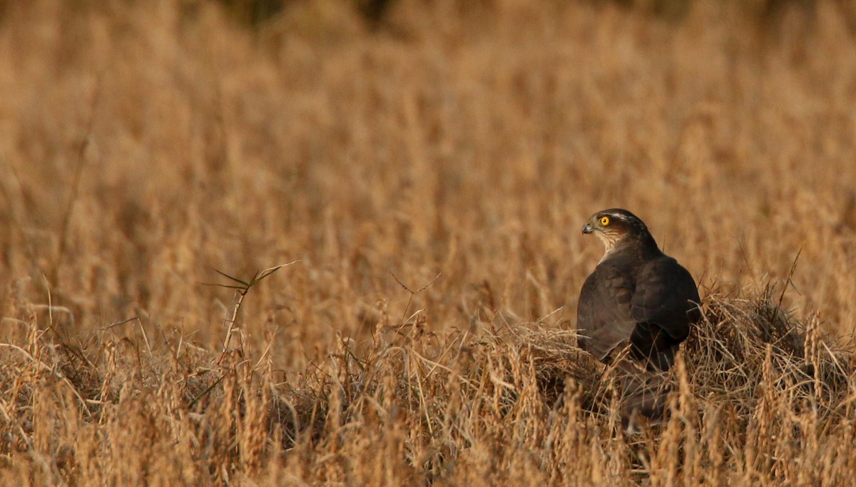 Eurasian Sparrowhawk - Ian Davies