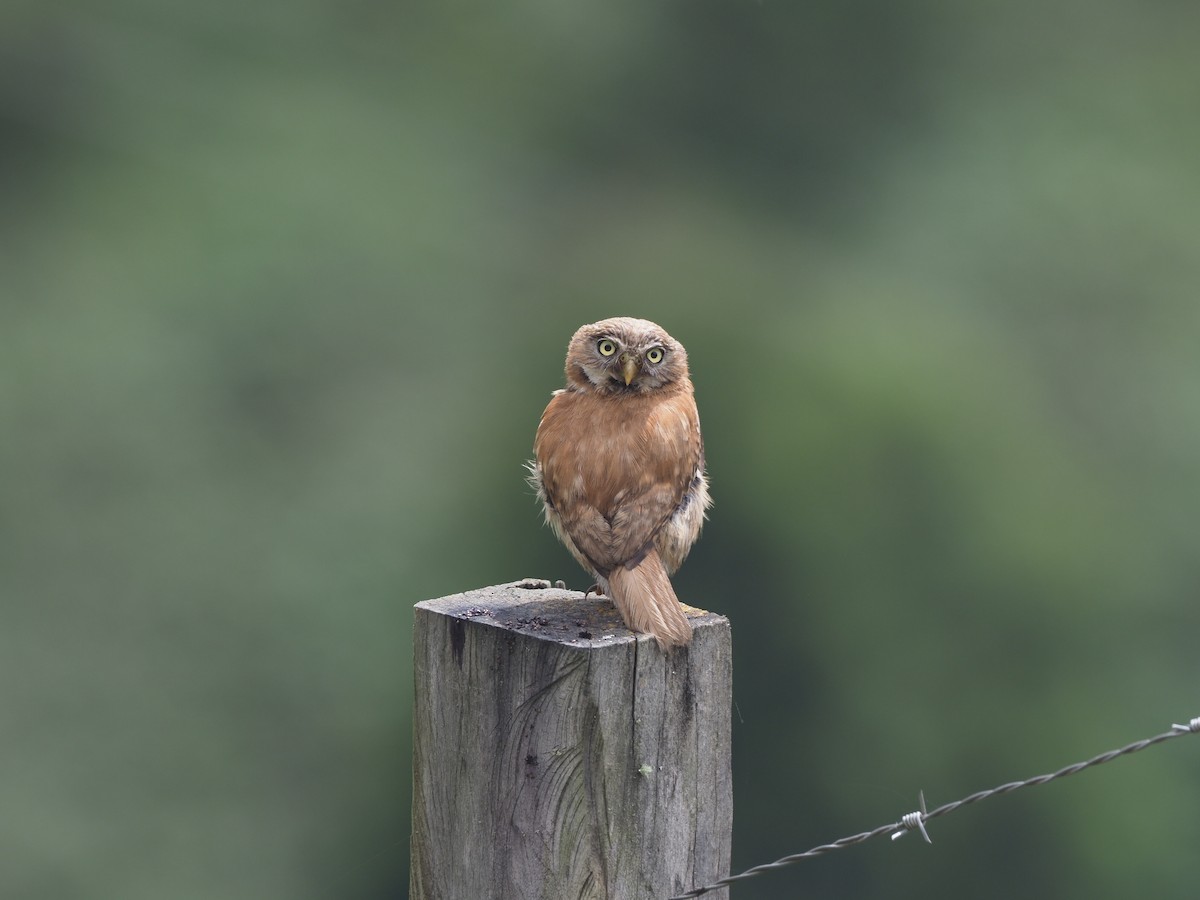 Peruvian Pygmy-Owl - ML415412171