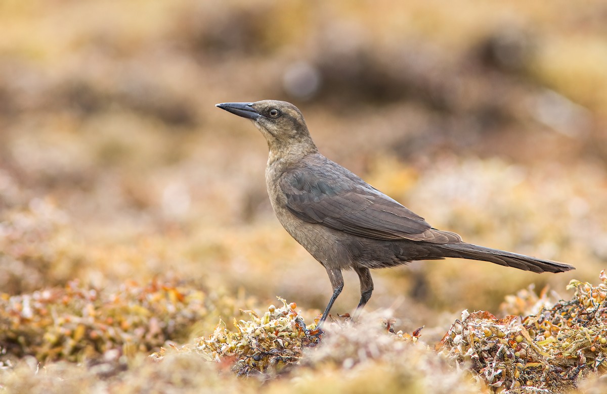 Great-tailed Grackle - ML415415141