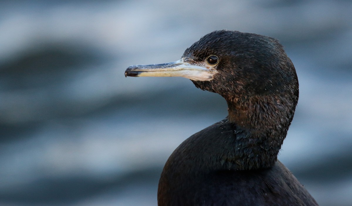 Red-faced Cormorant - ML41541701