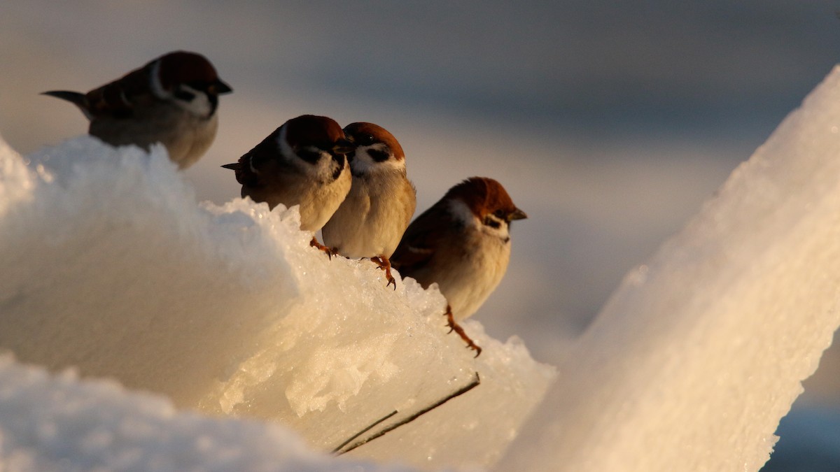 Eurasian Tree Sparrow - Ian Davies