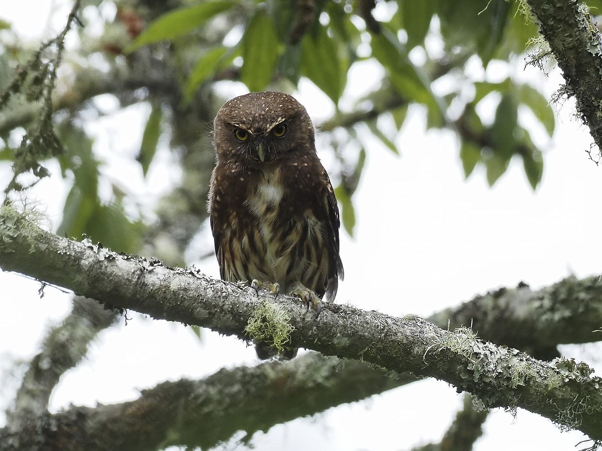 Andean Pygmy-Owl - ML415425111