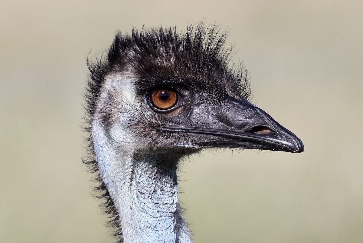 emu hnědý - ML415441731