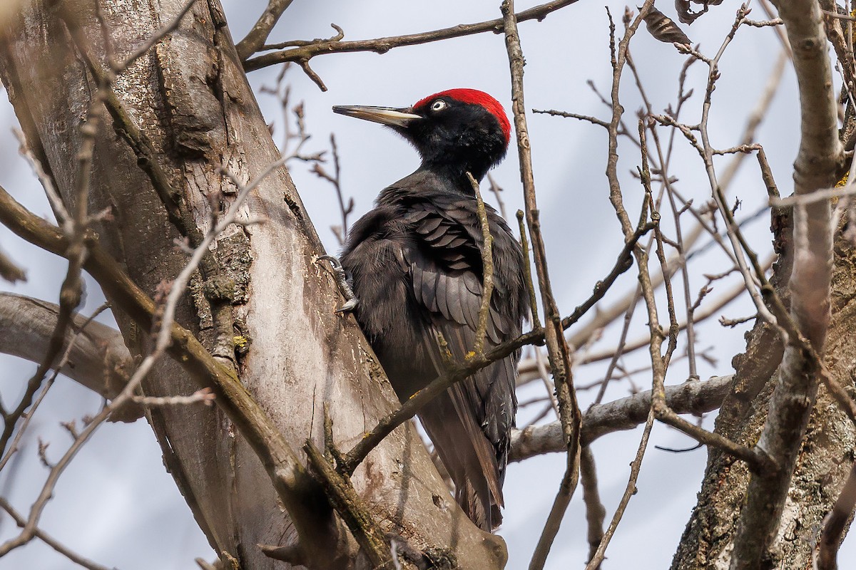 Black Woodpecker - ML415443211