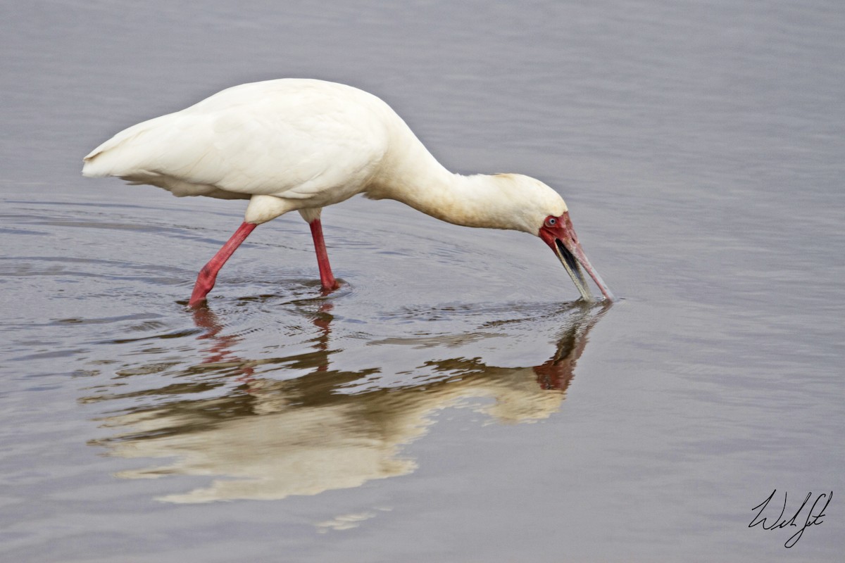 African Spoonbill - Will Sweet