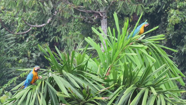 Blue-and-yellow Macaw - ML415446071