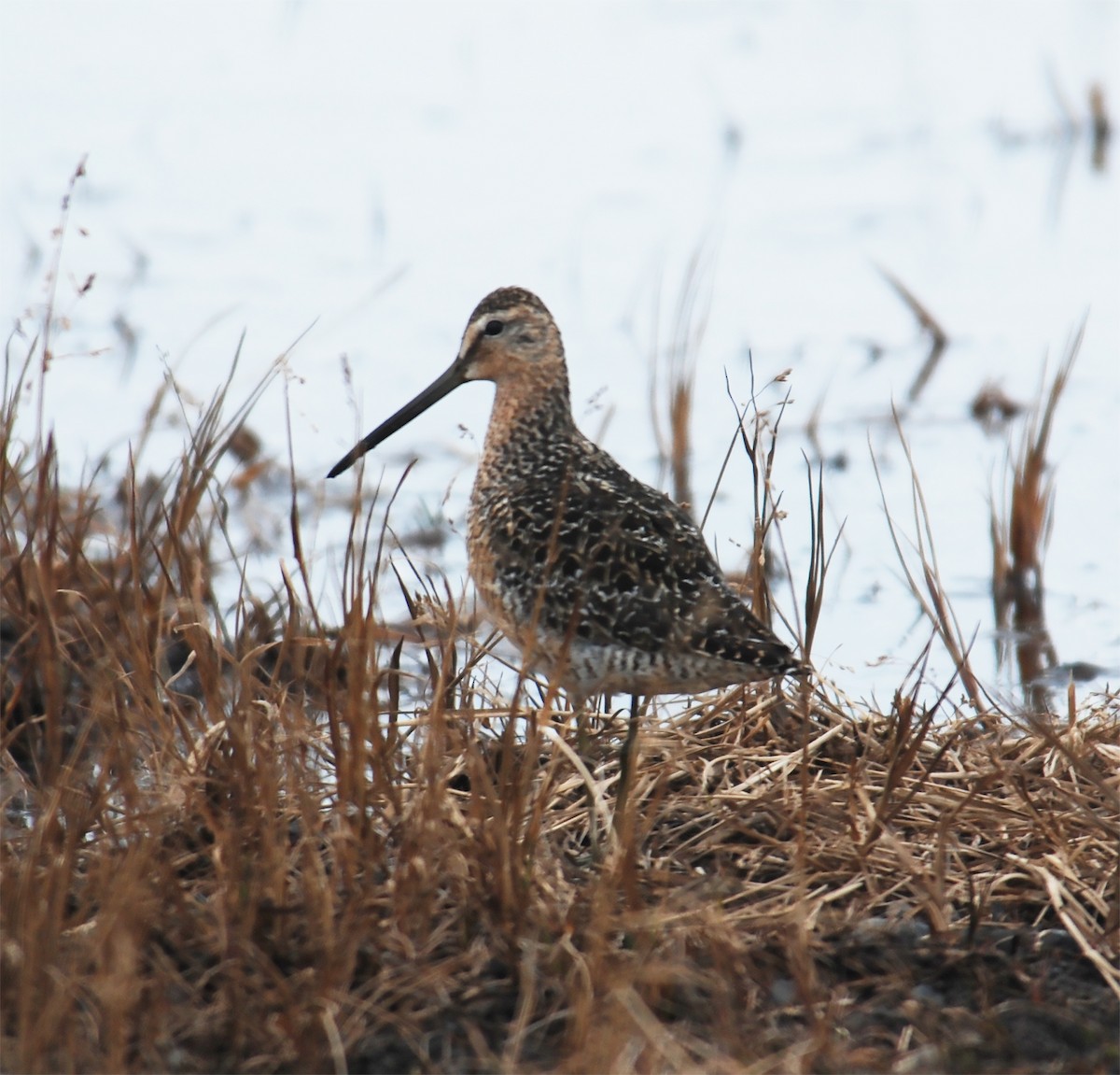 Long-billed Dowitcher - ML415447331