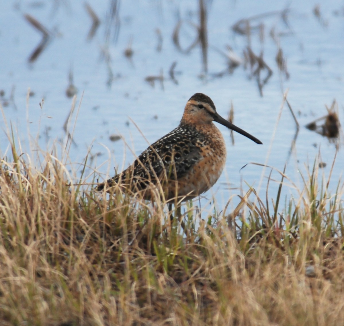 Long-billed Dowitcher - ML415447361