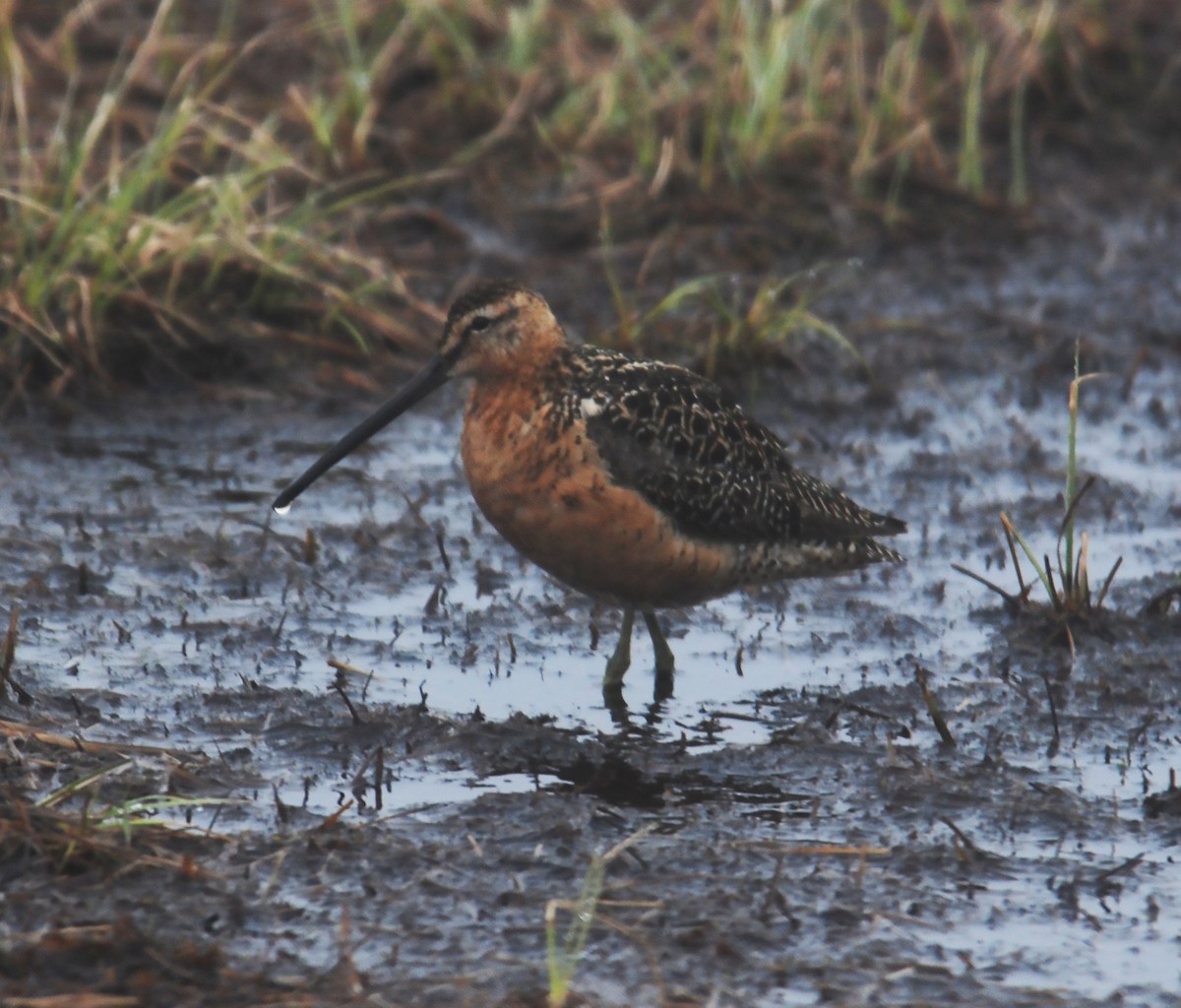 Long-billed Dowitcher - ML415449321