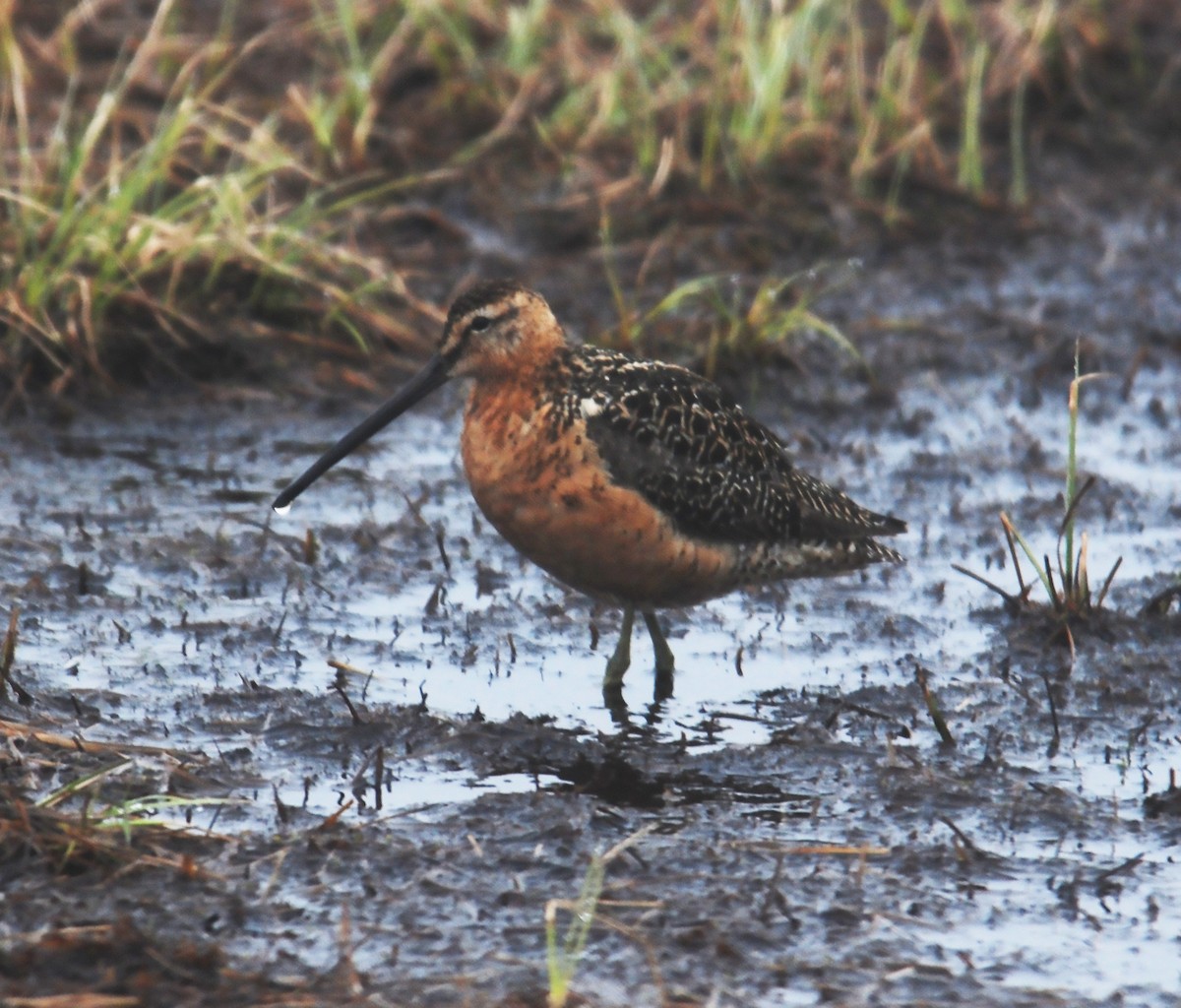 Long-billed Dowitcher - ML415449341