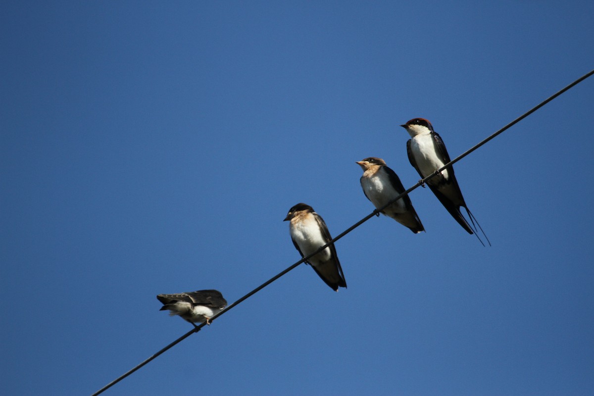 Wire-tailed Swallow - ML41545201