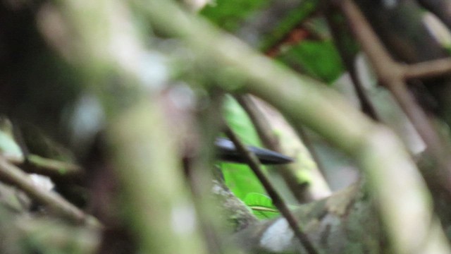 Green-and-rufous Kingfisher - ML415452391