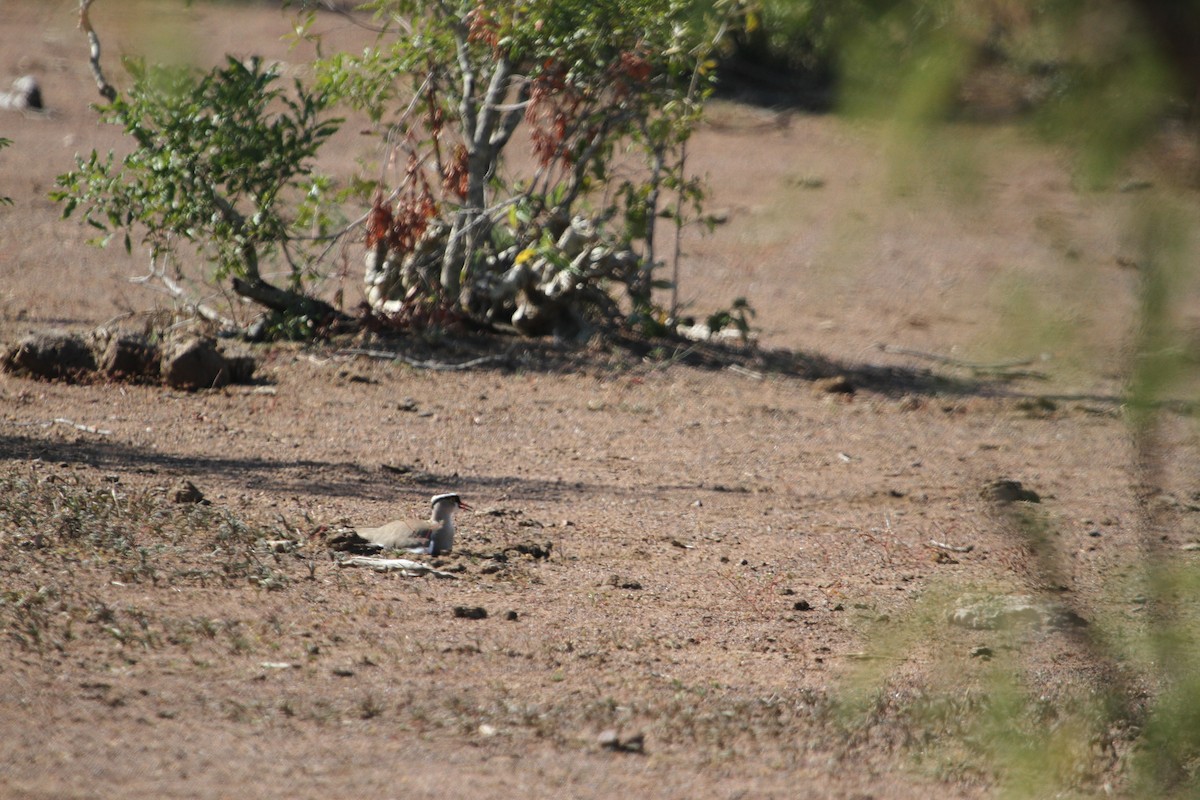 Crowned Lapwing - ML41545261