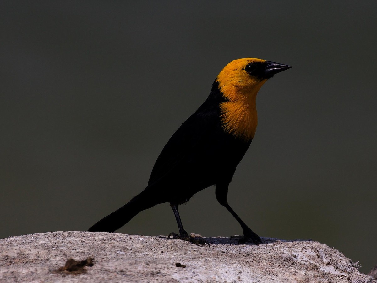 Yellow-hooded Blackbird - David Ascanio