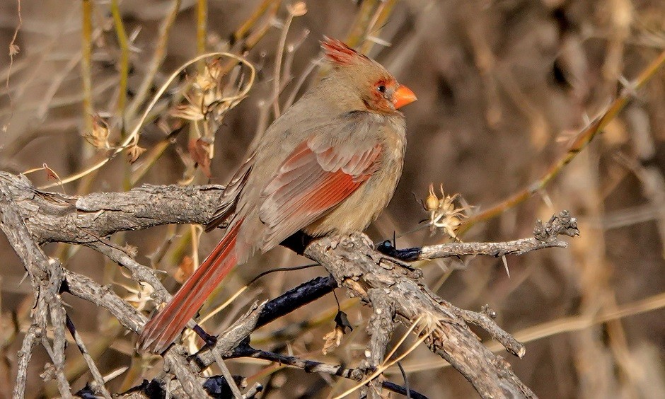 Northern Cardinal x Pyrrhuloxia (hybrid) - Donald Sutherland