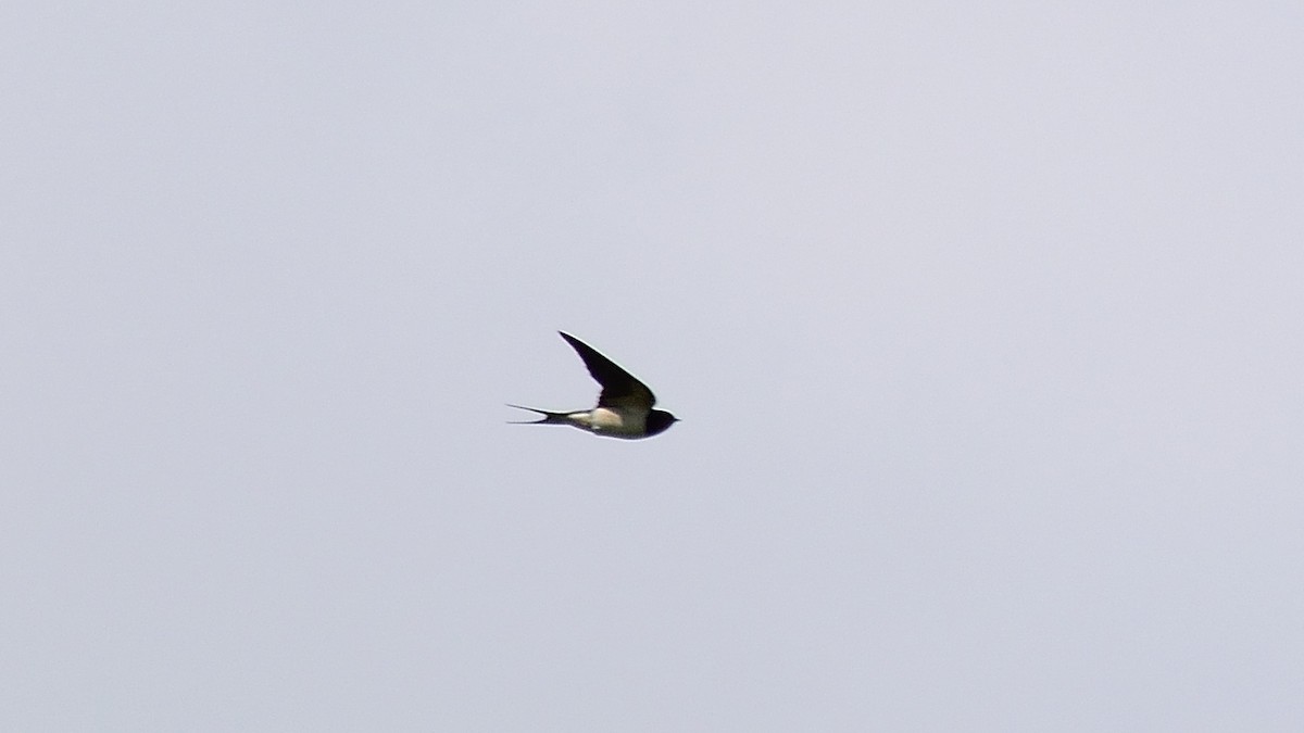 Barn Swallow (White-bellied) - ML415457081