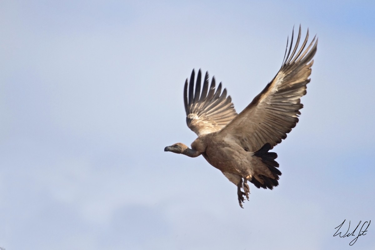 White-backed Vulture - Will Sweet
