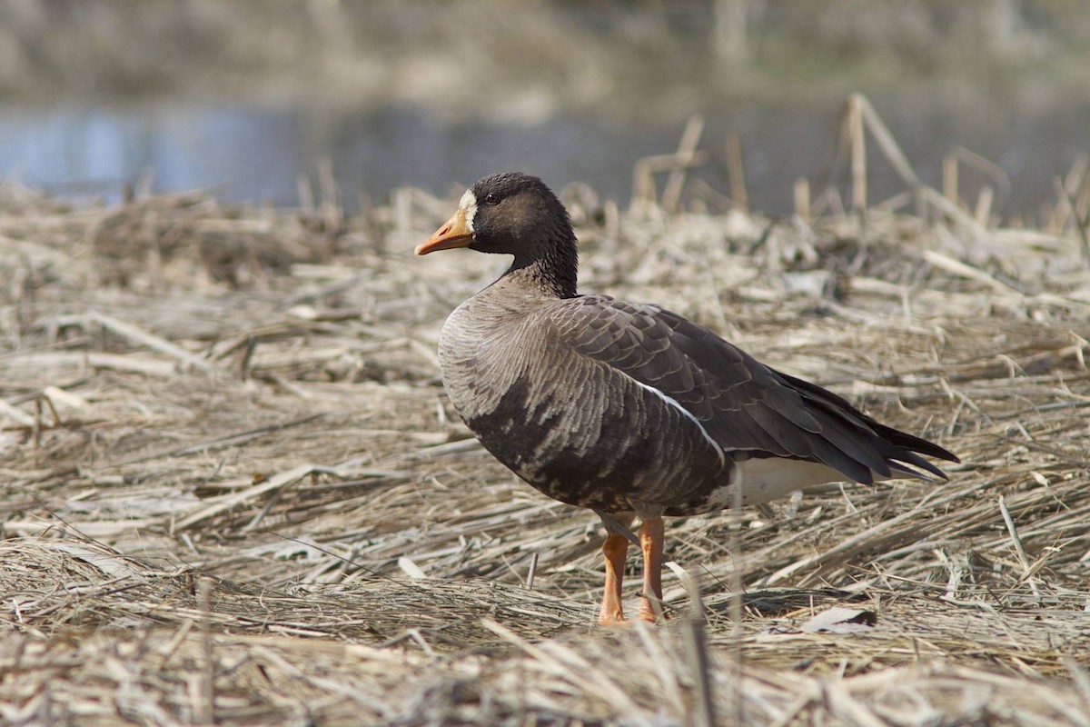 Greater White-fronted Goose - Doug Hitchcox