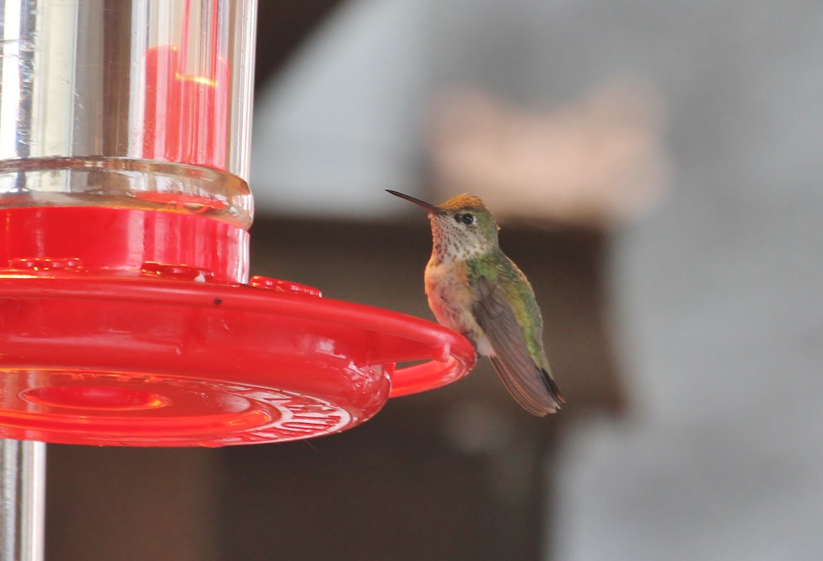 Calliope Hummingbird - Scott Watson