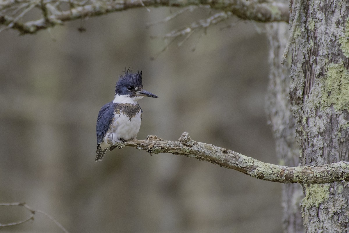 Belted Kingfisher - ML415464551
