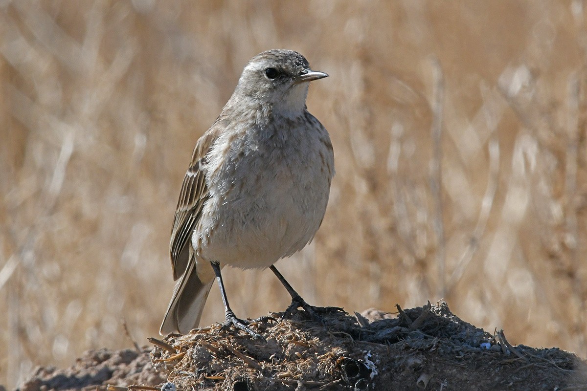 Water Pipit - ML415467571