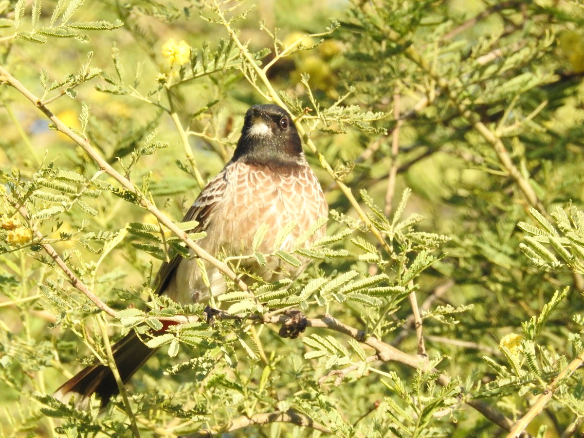 Red-vented Bulbul - ML415471991