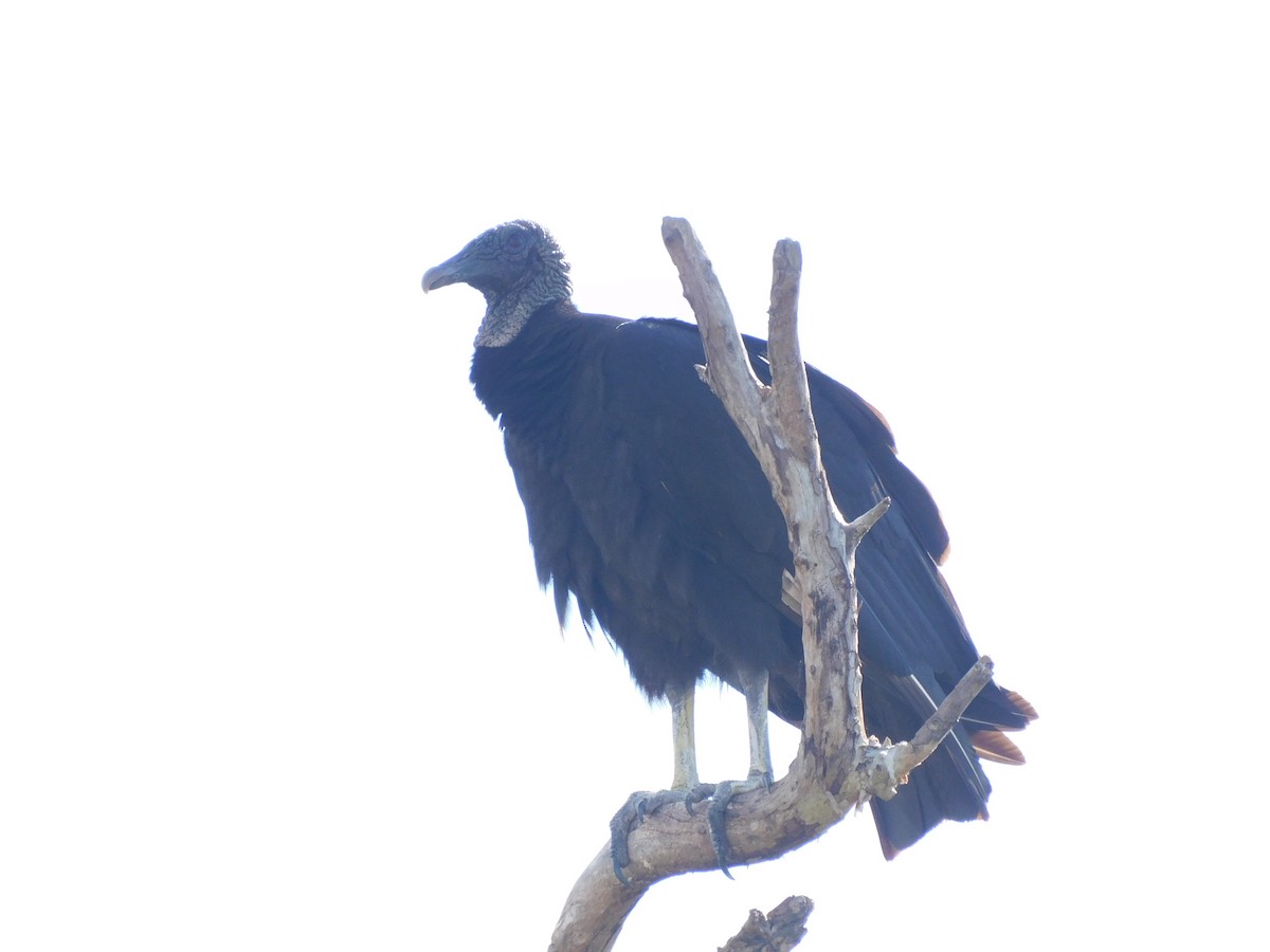 Black Vulture - ML415479001